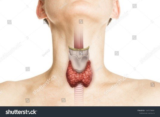 thyroid-swheal